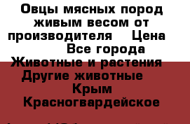 Овцы мясных пород живым весом от производителя. › Цена ­ 110 - Все города Животные и растения » Другие животные   . Крым,Красногвардейское